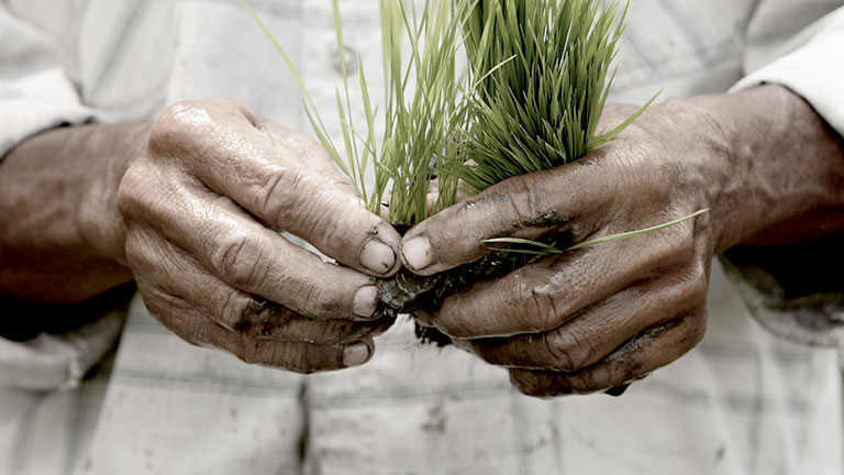 From The Source Promo Photo of hands holding grass
